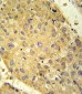 GLS2 Antibody (C-term E513)